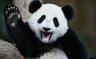 娱乐吃瓜熊猫
